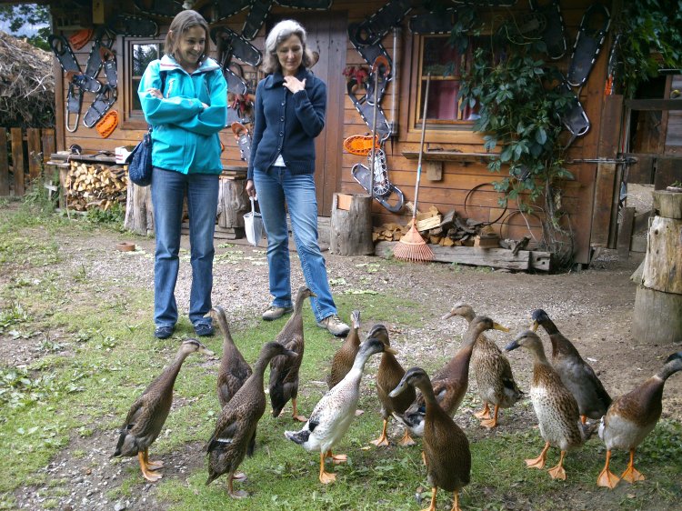 Enten beim Gasthof